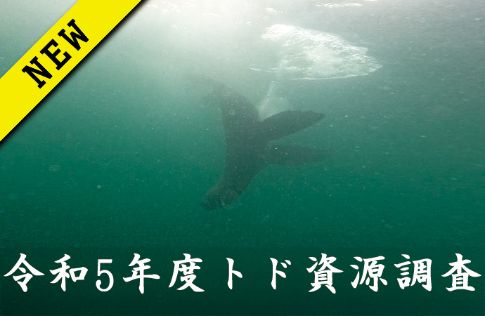 令和５年度トド資源調査