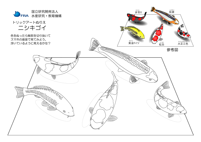 ニシキゴイ