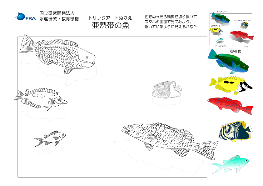 亜熱帯の魚