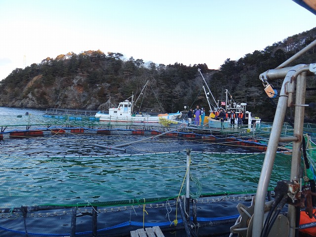 大型生簀での餌やり