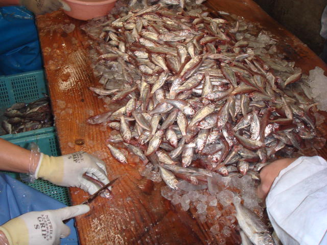 まな板上で小魚の頭と内臓を取り除く様子