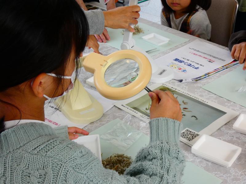 ちりめんじゃこ観察会1