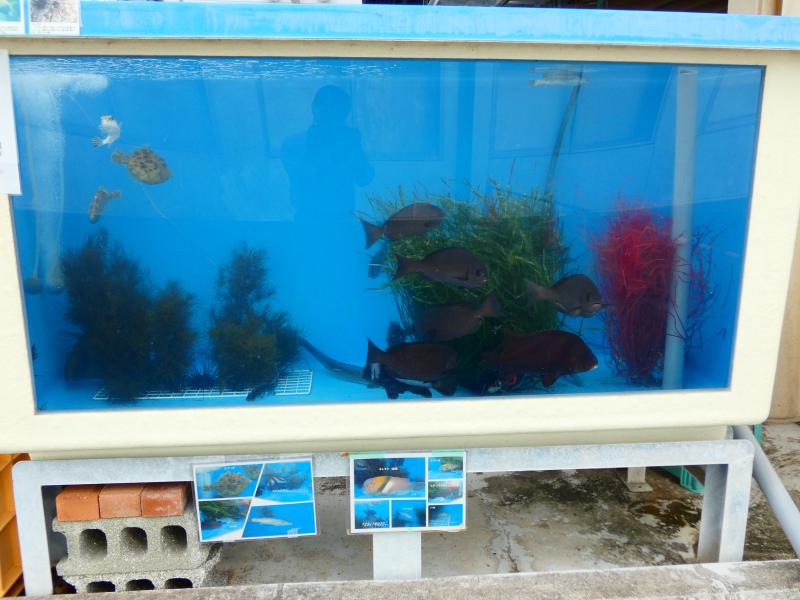 海洋生物展示1