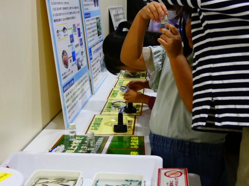 まぐろ飼育研究施設見学1