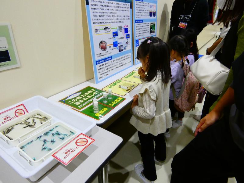 まぐろ飼育研究施設見学2