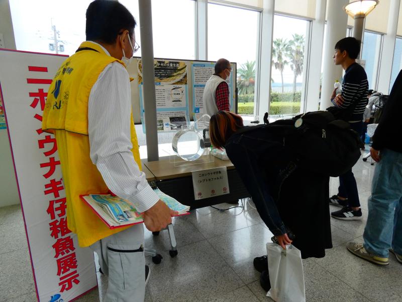 二ホンウナギ稚仔魚展示