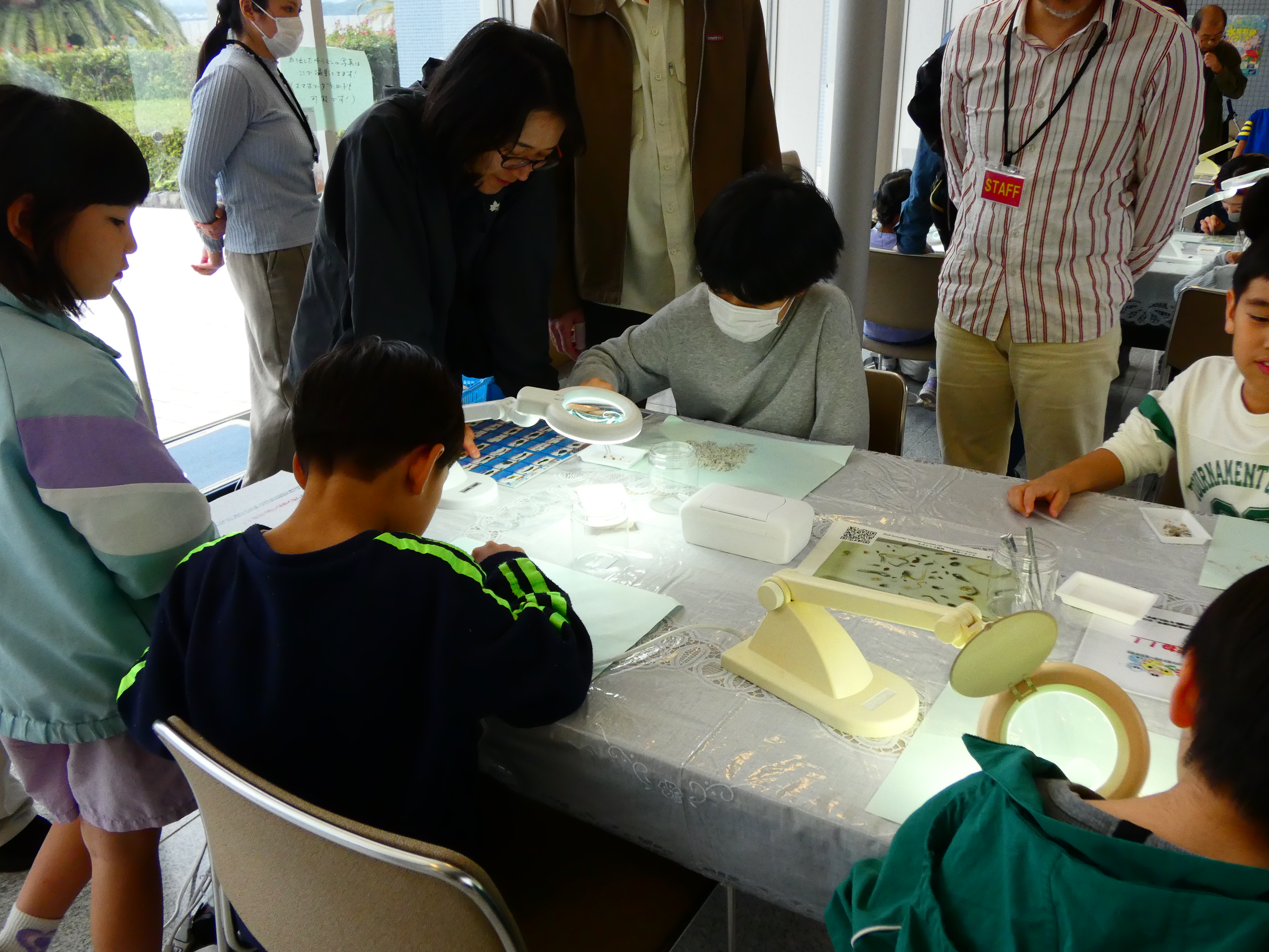 ちりめんじゃこ観察会3