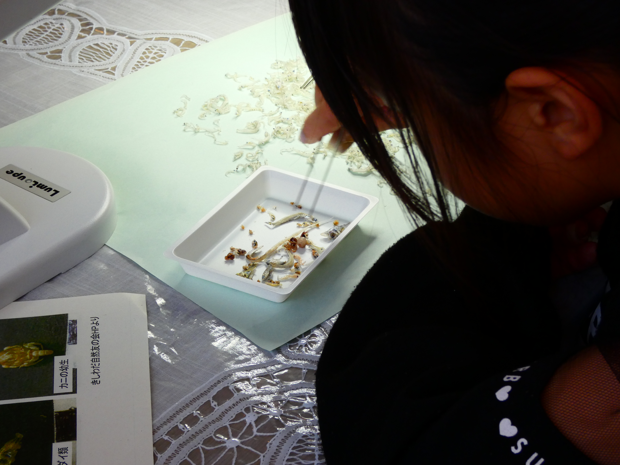 ちりめんじゃこ観察会4