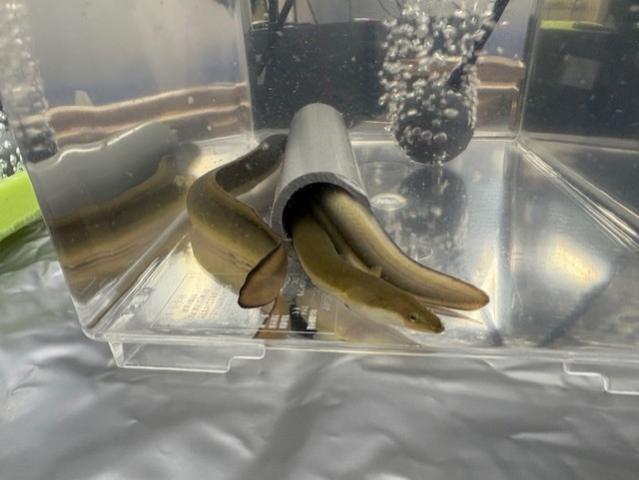 ウナギもお出迎え