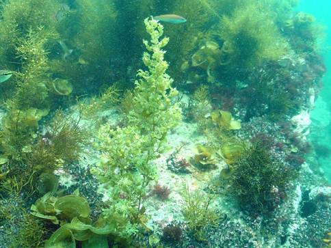 葉に鋭い鋸歯が並ぶフタエトサカタイプに分けられているホンダワラ類海藻の海中での生体写真