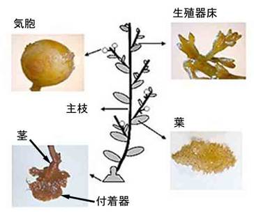 ホンダワラ類海藻の体のつくりの概略図。付着器、茎、主枝、葉、気胞、生殖器床を示している。