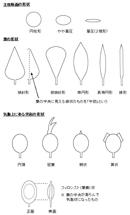 主枝の断面形状、葉の形、気胞上の突起の形の概略図を示している。主枝の断面には円柱形、やや扁圧形、扁圧形がある。葉の形は、披針形、倒披針形、楕円形、長楕円形、円形がある。気胞上の突起は、何もないもの、冠上の葉、突起、翼状の葉がある。