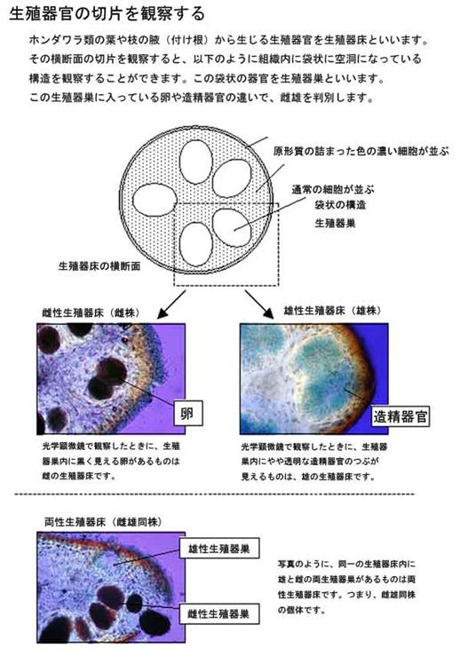 ホンダワラ類海藻の生殖器官の切片画像から雄株と雌株・雌雄同株の違いを見分ける点を説明した図