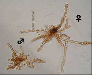 コンブ類の配偶体の雌雄それぞれの顕微鏡画像