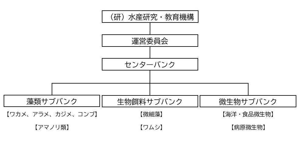 ジーンバンク事業の組織構成図。運営委員会により運営され、その下にセンターバンクが置かれている。藻類、生物餌料、微生物の保存管理は、それぞれ専門のサブバンクが実施している。