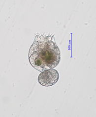 平均被甲長165µm、被甲幅140µｍのSS型タイ株のワムシ