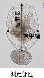 ワムシの体長測定部位図