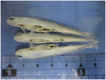 病理組織切片作成のために固定された体長5から6cm小型のニジマス３尾