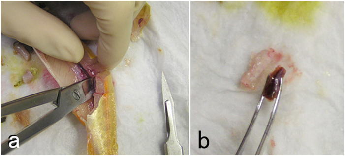 ピンセットとハサミを用いて小型のニジマスの腎臓を切り出している様子