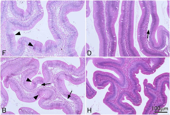 4種類の異なる固定液で固定された腸管の粘膜ひだ組織の顕微鏡画像