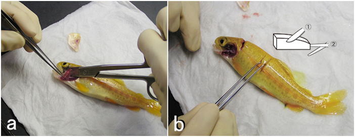 ピンセットとハサミを用いてニジマスを解剖し、鰓や筋肉を採材している様子