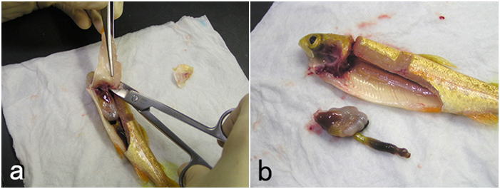 ピンセットとハサミを用いてニジマスを解剖し、腹部から採材している様子