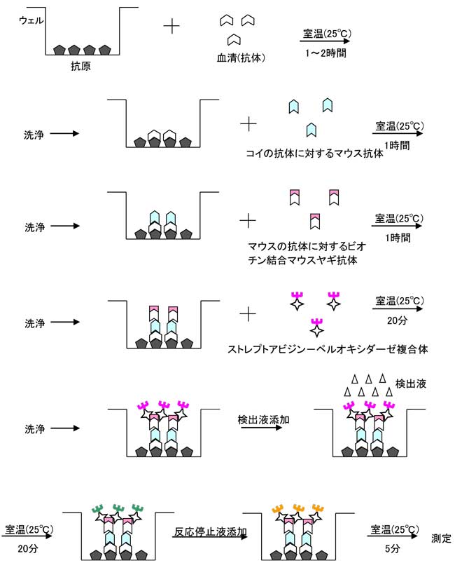 原抗体反応を利用したエライザによるコイ血清中のKHV抗体の測定原理の図解