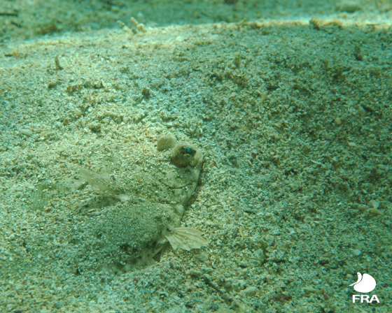 目だけ出すカレイの画像