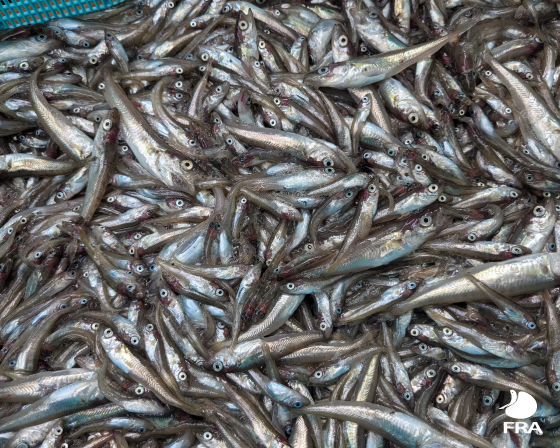 タイトルおおきくなあれの画像