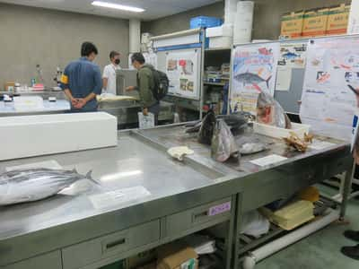 マグロ標本展示