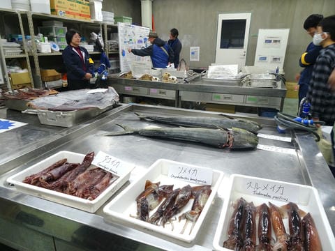 浮魚標本展示