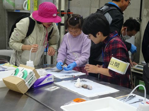 ラボツアー：耳石取り出し体験