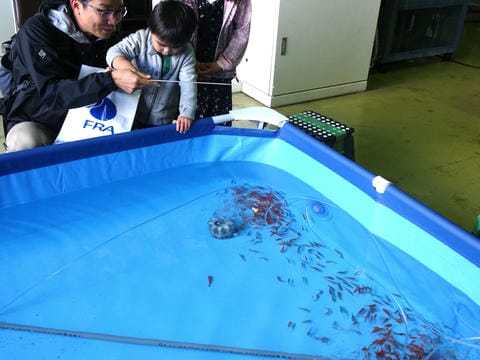 ゼブラフィッシュ釣り