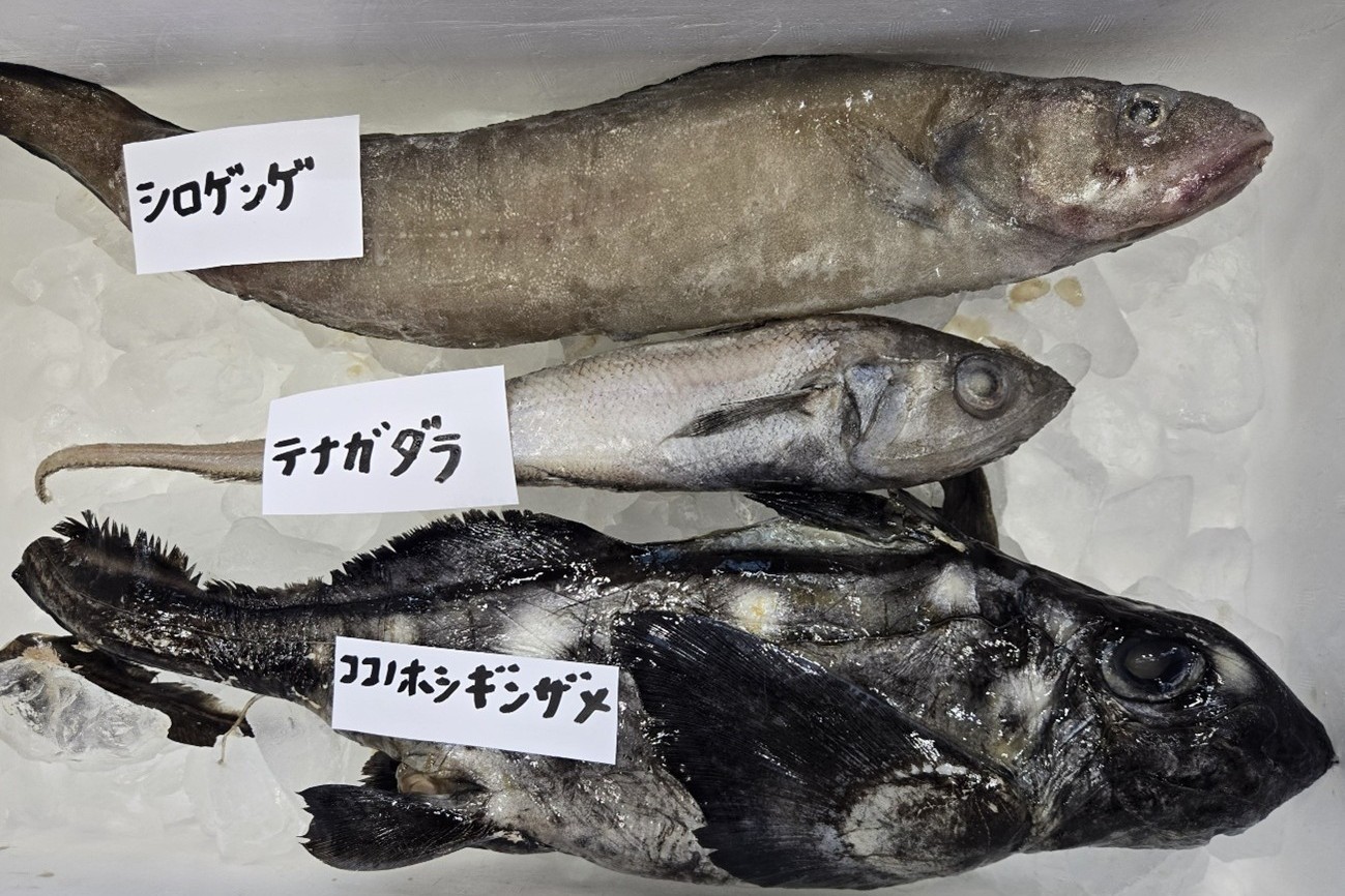 深海性の低・未利用魚の実物の画像