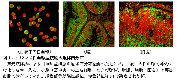 図１