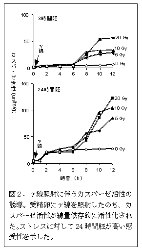 図２