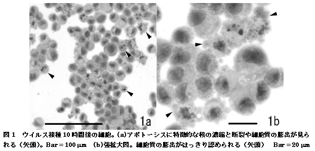 図２