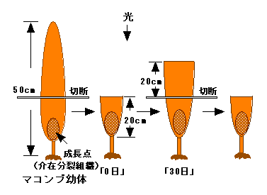 図１