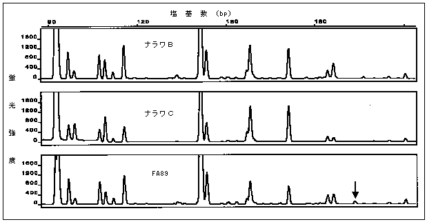 図１