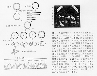 図１