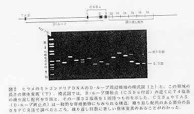 図２