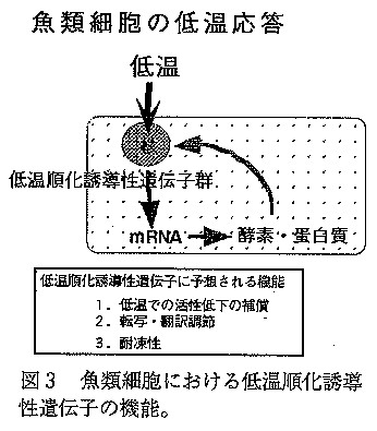 図３