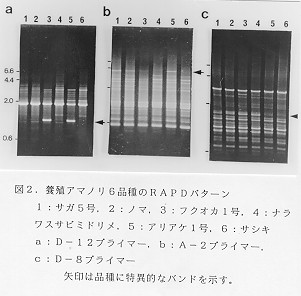 図２