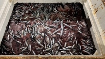 スラリーアイス魚倉内の漁獲物