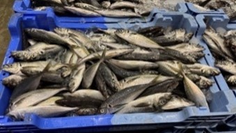 水揚げ直後のマアジ