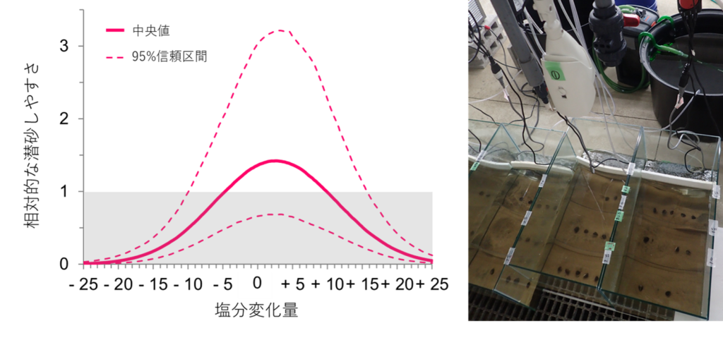 事前の塩分馴致がない場合の、塩分変化量と相対的な潜砂のしやすさとの関係（左）。相対的な潜砂しやすさが1以上の時に潜砂しやすいと言え、塩分変化量の絶対値が大きくなるにつれて、潜砂が生じにくくなります。室内実験中の様子（右）。3馴致塩分（0、12.5、25）×5実験塩分（0、6.25、12.5、18.75、25）の組み合わせの塩分に曝露した際のヤマトシジミの潜砂所要時間を調べました。