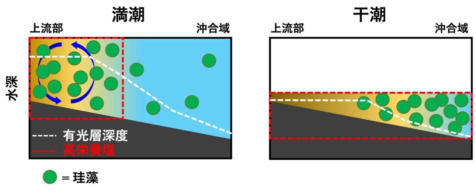 満潮時（左）と干潮時（右）での栄養塩環境と光環境を比較した図