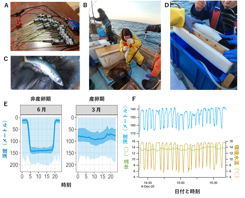 図　A：使用した電子タグ。B：釣りによるマサバの漁獲。C：釣り上げたマサバ。D：電子タグの装着風景。装着中は海水をエラに流して呼吸を補助します。E：マサバの1日サイクルの上下移動。色の濃い順にデータの50%、25―75%区間、0―100%区間を示しています。F：マサバの短時間サイクルの上下移動
