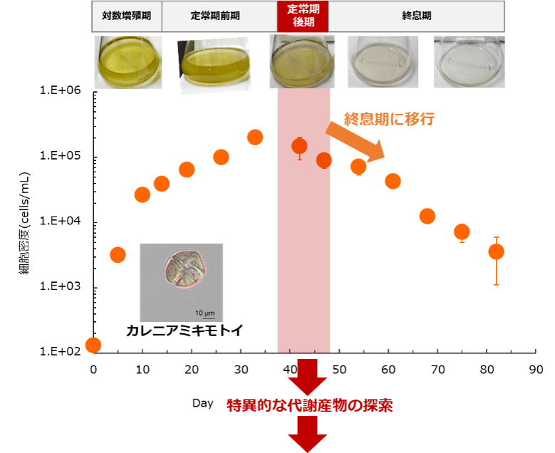 （上図）完全培地下におけるカレニア細胞数の経時変化。細胞密度は40日前後まで増殖した後、42―47日付近から下降（終息期への移行）を始めました