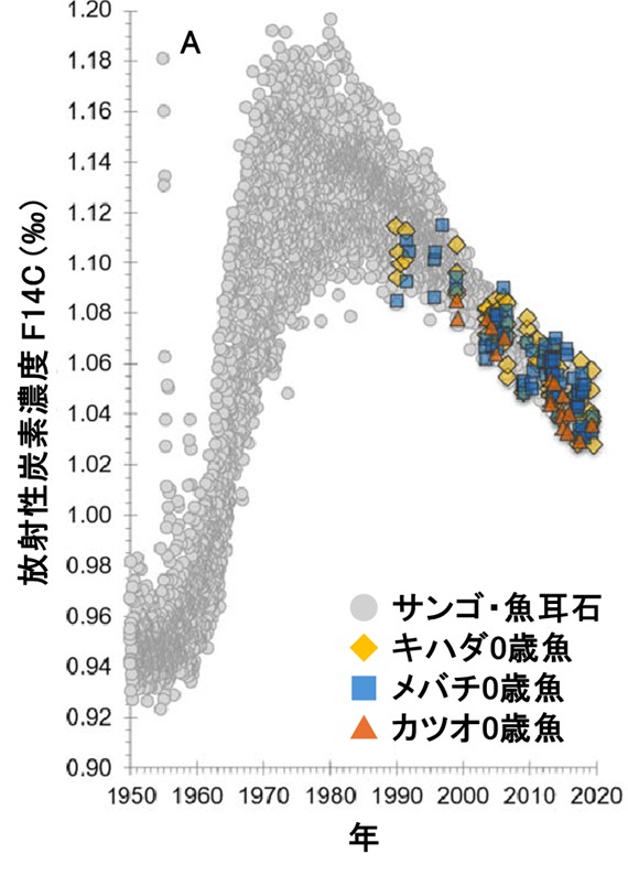 サンゴと魚類耳石、キハダ、メバチ、0歳魚耳石のC14濃度の年変動のグラフ